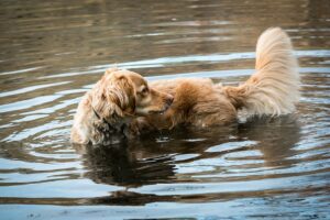 Can Dogs Swim In Big Bear Lake