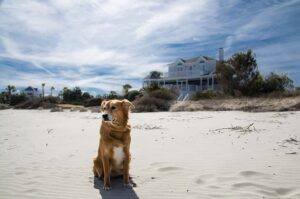 Is Big Sur Dog Friendly